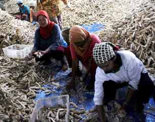 Gaplek Banyumas Masuk Pasar China