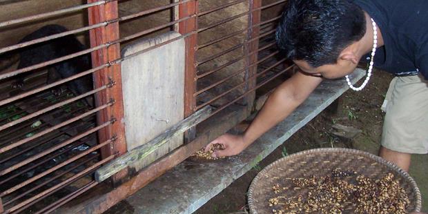 Cerita Tentang Kopi Luwak Lampung