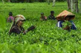 2.000 Ha Kebun Teh Rakyat Telantar