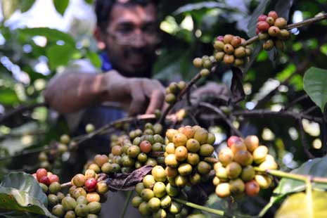  Importir Kopi Dunia Tinggalkan Indonesia