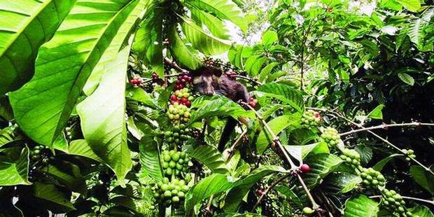 The Real Poop on Kopi Luwak
