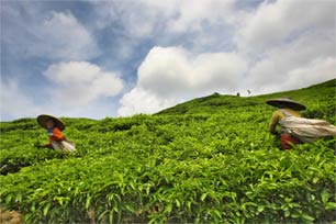 Menikmati Kesejukan Perkebunan Teh Pagilarang