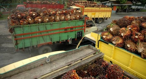 PALM OIL Climbs as Biggest Weekly Drop in 5 Months Lures Buyers