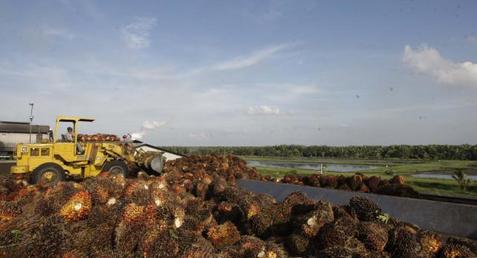 Palm Oil Surges Most in 19 Months as Dry Weather Boosts Soybeans