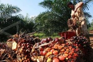 PERKEBUNAN SAWIT: Alih fungsi karet PTPN VIII Jalan Terus