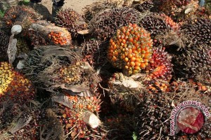India diperkirakan jadi importir CPO terbesar dunia