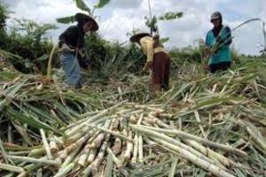 INDUSTRI GULA: Pabrik Cepiring Perluas Lahan Tebu 1.000 Ha 