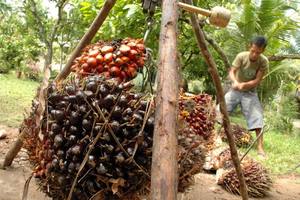 Palm oil producers record unexpected lower profit