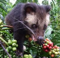 Nikmatnya Kopi Luwak Liar