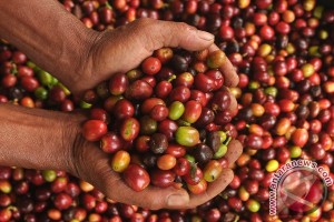Aroma kopi Indonesia sampai ke Boston