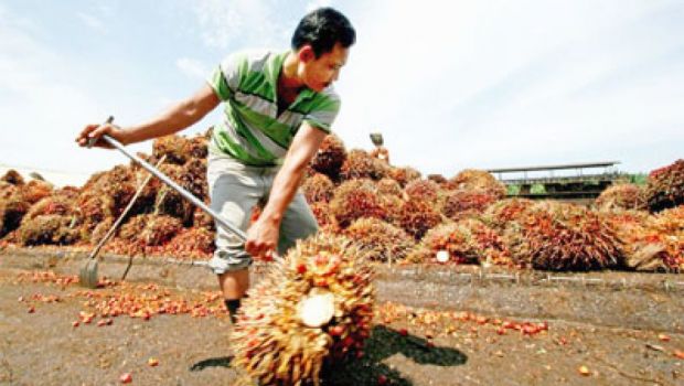 Produsen Minyak Sawit Optimistis Dapat Kalahkan Malaysia