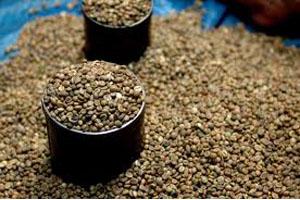 Robusta Merangkak Naik, Arabica Melambung