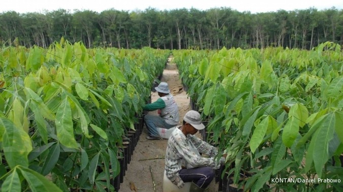 Harga Karet Mulai Naik, sementara di Tingkat Petani Jambi Rp 10.300