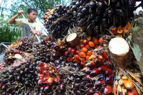 Ini Nih Produksi Perkebunan Harita Group