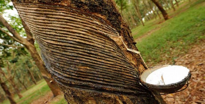 Perdagangan Karet Malaysia Semakin Lemah Ditekan Melemahnya Ekonomi China