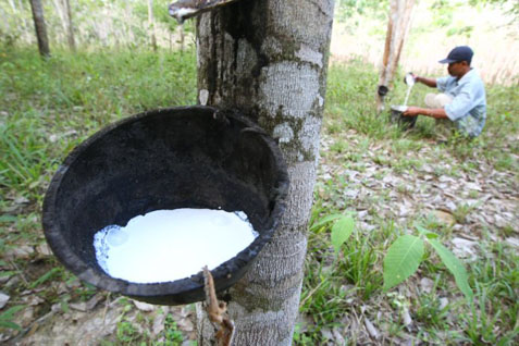RUBBER PRICE Nov 24: Falls Sharply With Other Commodities, Pressured by Fed Sentiments