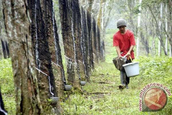 ITRC agrees to cut natural rubber exports