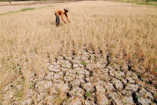 BMKG: Indonesia Set to Enter Dry Season
