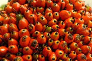 CPO PRICES: Low Production, Increasing Prices