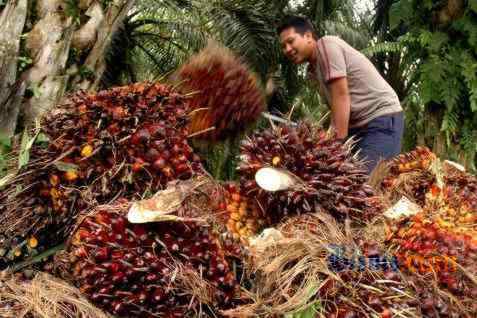 CPO PRICE MAY 10: Rises 0.38% As Ringgit Weakens