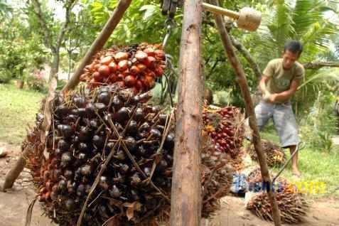 CPO PRICE MAY 16: Up 0.27 Percent, Driven by Potential Production Decline