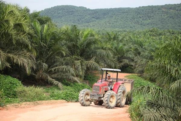 Sawit Sumbermas (SSMS) Build Rp120 Billion CPO Factory