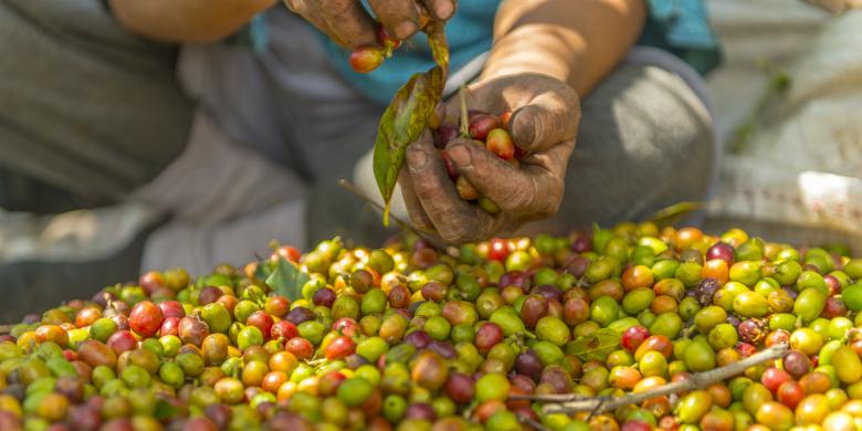 Coffee Giant, but Indonesia can't control the price
