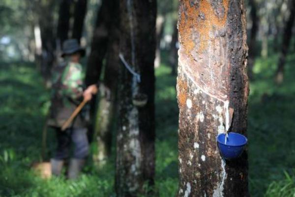 RUBBER PRICES 13 JUNE: Snap losing streak, close with a 3.58% gain