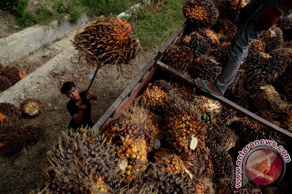 Senegal invites Indonesia to build a palm oil refinery