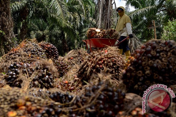 Palm oil industry faces major challenges