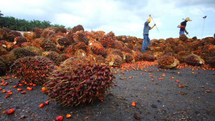 Farmers Dismayed by Nugie’s Negative Campaign against Palm Oil