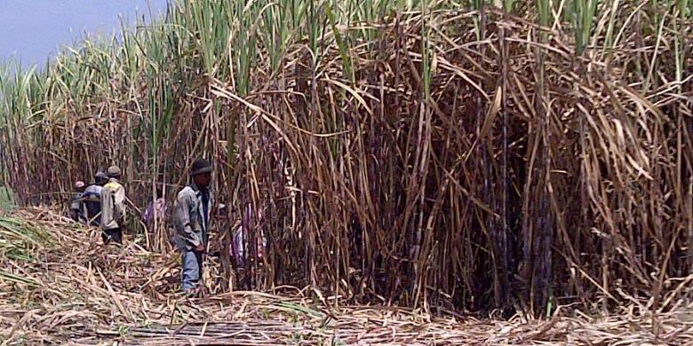 PT RNI and PTPN Asked to Accelerate the Importation of 114,000 Tons of Raw Sugar