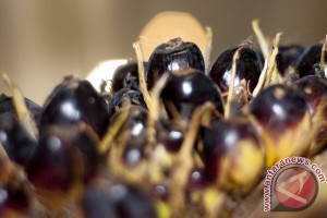 Crude palm oil price on August 22 decreases due to crude oil price decline