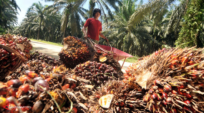 CPO PRICES AUG 29: Ringgit Leads Emerging Market Currency Losses, Palm Climbs