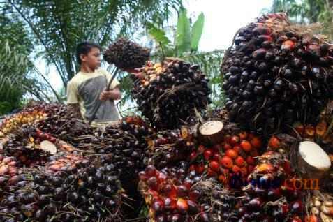 CPO PRICE 13 SEPTEMBER: Fell 1.02%, Ringgit Strengthened