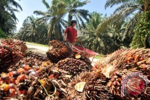 CPO Price Oct 4: Ringgit Strengthens, Palm Oil Weakens