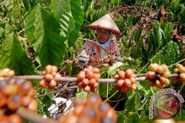 Apparently, most of the coffee in Egypt comes from Indonesia