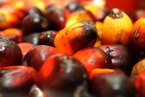 CPO PRICE OCT 17: Palm Oil Jumps Over 4% as Diwali Festival Nears