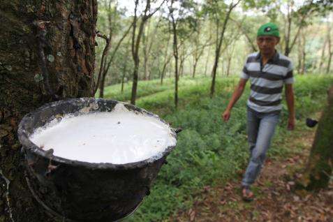 RUBBER PRICES NOV 14: China Trade Curbs Cap Gains, Rubber Settles Lower