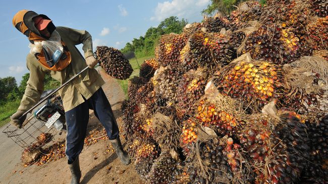 2017, Palm Oil Commodity Predicted to Still Fluctuate