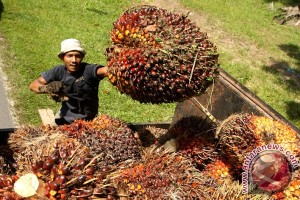 HARGA CPO 6 DESEMBER: Stok Malaysia Diprediksi Naik ke Level Tertinggi, Sawit Melemah