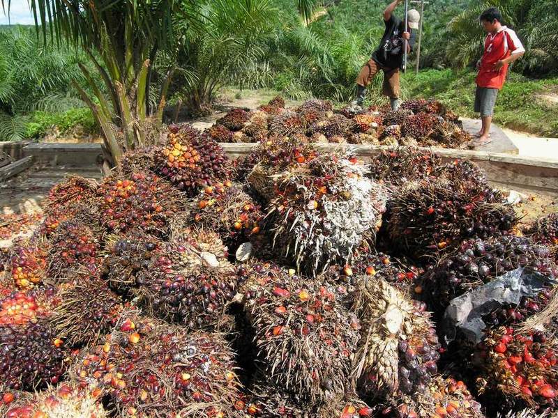 Harga CPO 9 Desember Bergerak Negatif Mengikuti Pelemahan di Tiongkok