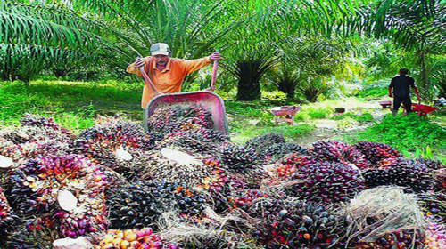 Lepas Kebun Sawit, Sampoerna Agro Kantongi Rp 447 Miliar