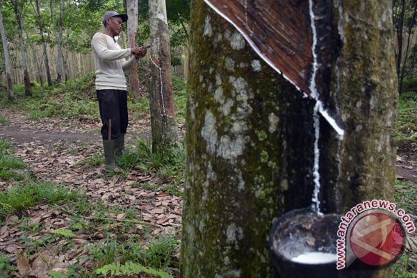 Mukomuko Farmer’s Rubber Price Remains High