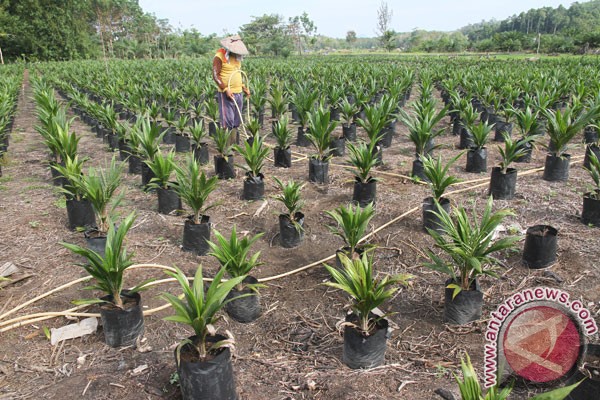 Paser farmers wait for palm oil rejuvenation program