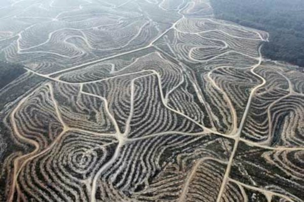 BLEACH PALM OIL PRICES ON JAN 17: El Nino Effect Predicted To Continue To Suppress Production, Crude Palm Oil Continues To Strengthen