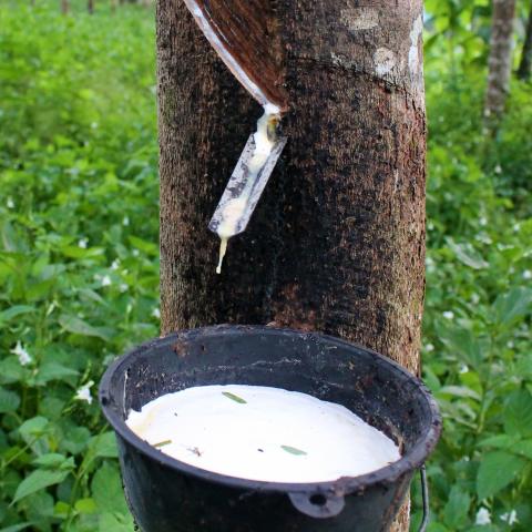 Rubber Exports Predicted to Increase to 3.2 Million Tons