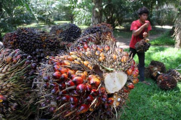 Palm Oil Negotiation with Europe, Italy Supports Indonesia